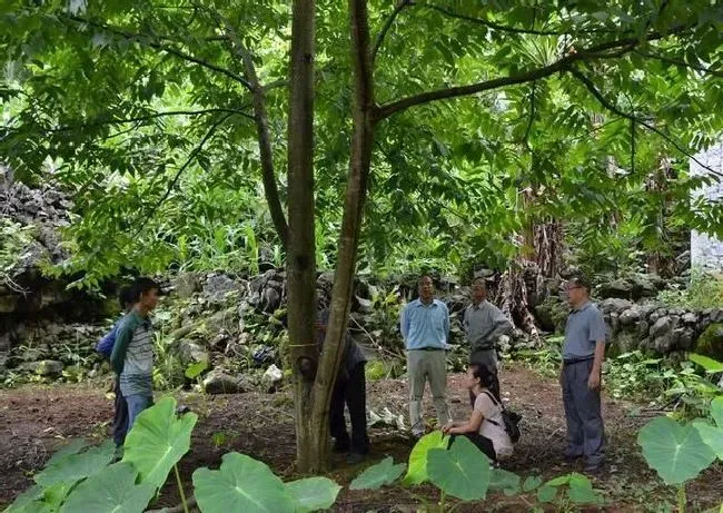 种植管理|核桃树砍几刀才结果是什么原因，核桃树用刀砍几月份砍）