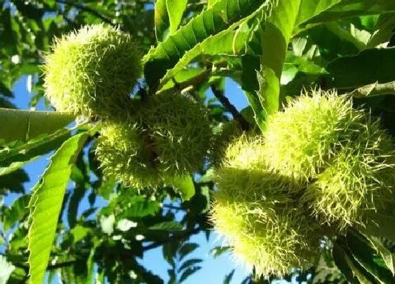 种植管理|板栗几年结果实