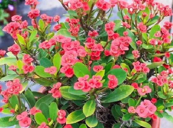 冬天植物|虎刺梅怕冻吗 能放在室外过冬吗