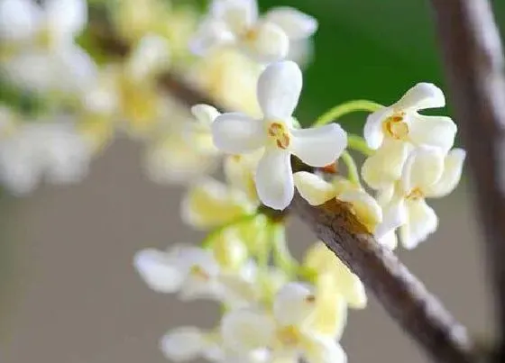 颜色花|桂花的花是什么颜色