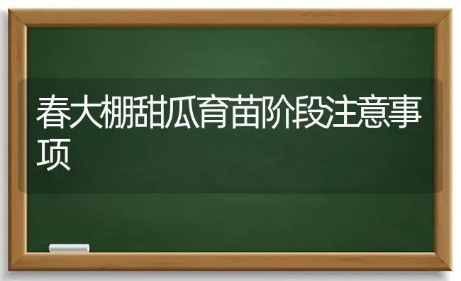 春大棚甜瓜育苗阶段注意事项 | 瓜果种植