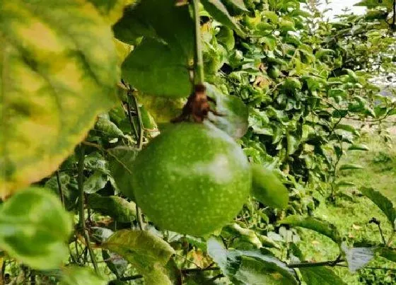 植物播种|百香果什么时候播种