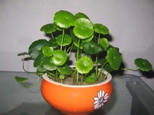 植物移栽|铜钱草怎么移植 掌握移栽时间和方法是关键