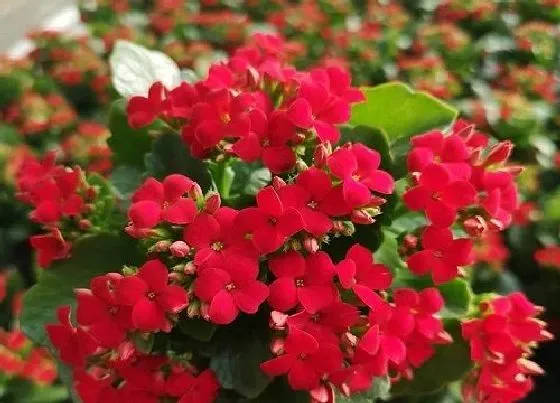 开花时间|长寿花一年开几次花