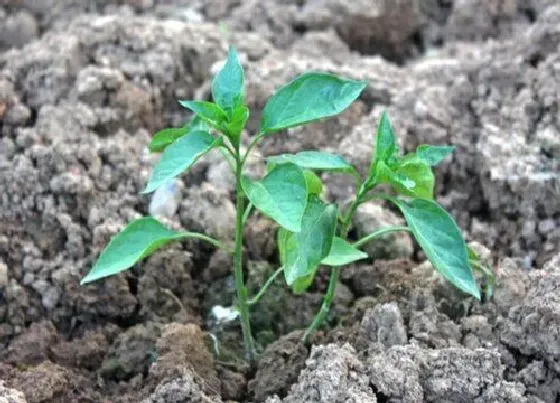 植物播种|辣椒种子怎么种植