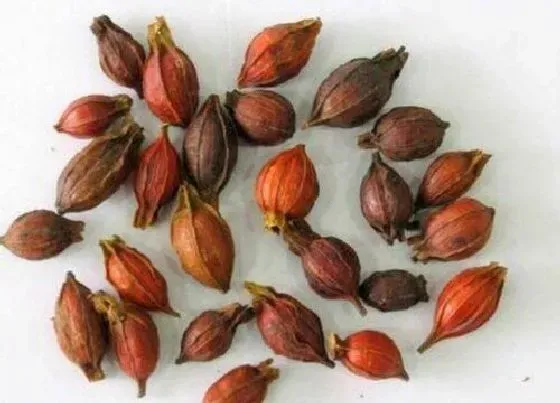 植物播种|栀子花种子什么时候播种最好