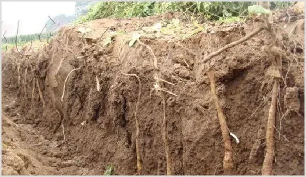 山药病虫害防治技术技巧 | 种植病虫害