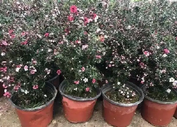 盆景|松红梅用大盆还是小盆