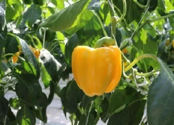 食用科普|彩椒是热性还是凉性