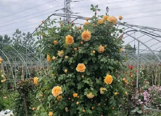 种植土壤|藤本月季配土方法与种植土壤