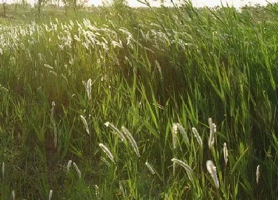 绿植|人工浮岛适合种植什么植物 浮岛种植的植物选择