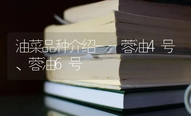 油菜品种介绍--蓉油4号、蓉油6号 | 粮油作物种植