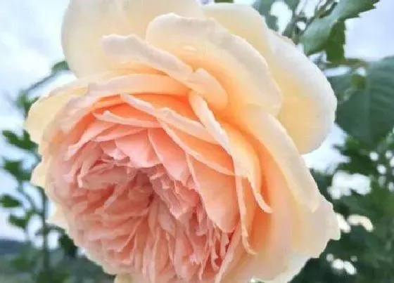 花卉百科|代表高傲的花