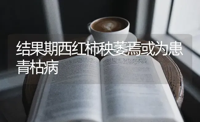 结果期西红柿秧萎焉或为患青枯病 | 瓜果种植