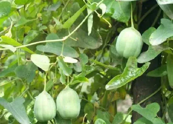 植物百科|天仙藤又叫什么名字