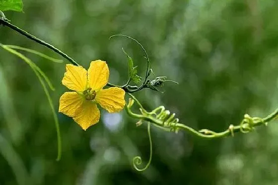 种植方法|丝瓜的种植方法和时间