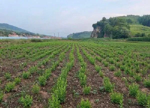 植物发芽|钙果种子多久发芽