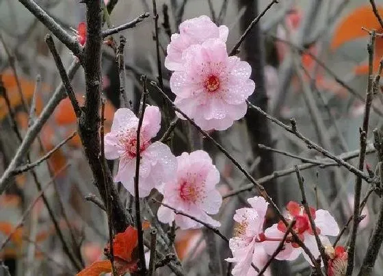 植物寓意|红色腊梅的寓意和象征风水