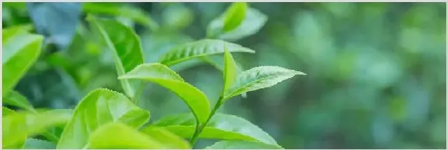 幼油茶树怎么修剪 | 种植资料