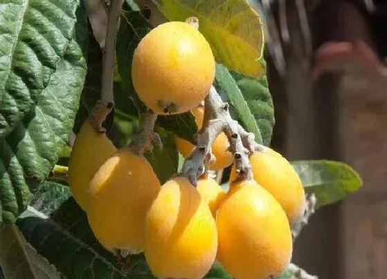 植物百科|枇杷属于什么植物类型