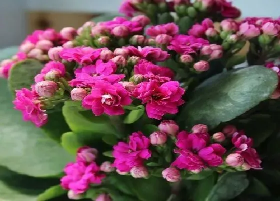 开花时间|长寿花一年开几次花