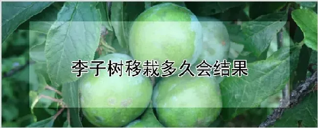 李子树移栽多久会结果 | 种植技术