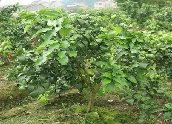植物百科|橘子树是什么植物