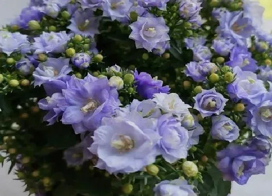 花期|丹麦风铃的花期是什么时候