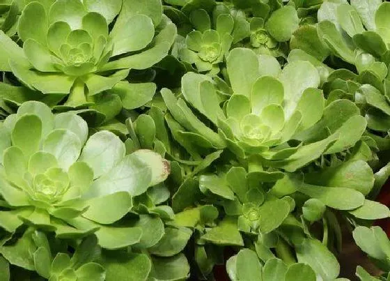 植物修剪|玉龙观音怎么修剪方法