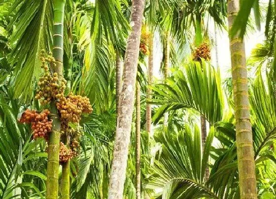 植物产地|槟榔原产地在哪里