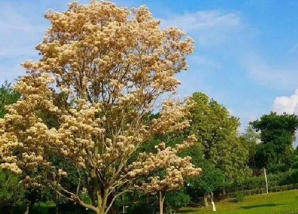 植物浇水|网红树怎么浇水方法