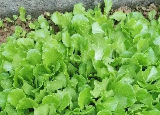种植管理|生菜北方几月份种植最好 北方生菜种植时间和方法