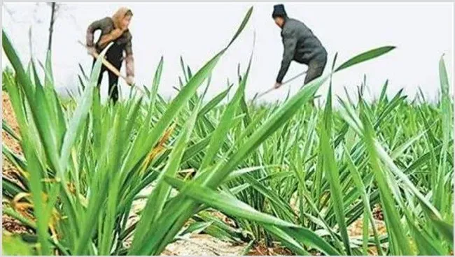 小麦控旺原因及方法 | 种植技术
