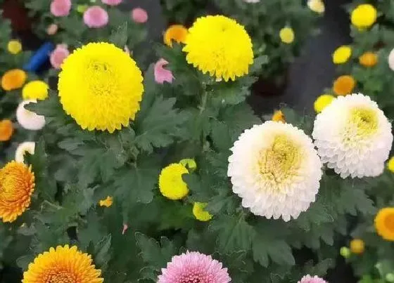 开花时间|球菊一年开几次花 一年四季开花吗