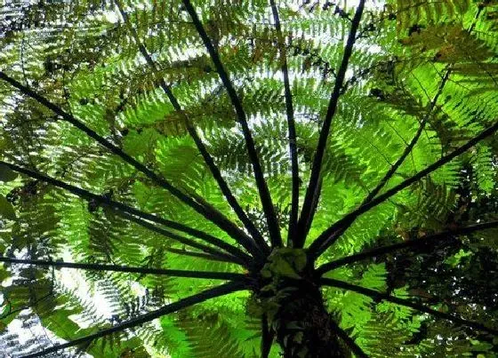 植物种类|桫椤和含羞草是一种植物吗