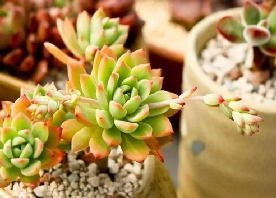 植物百科|肉肉会开花吗 开花是什么样子的