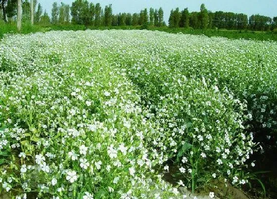 开花时间|满天星四季开花吗