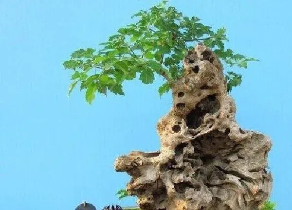 盆景|黄栌下山桩怎么养护