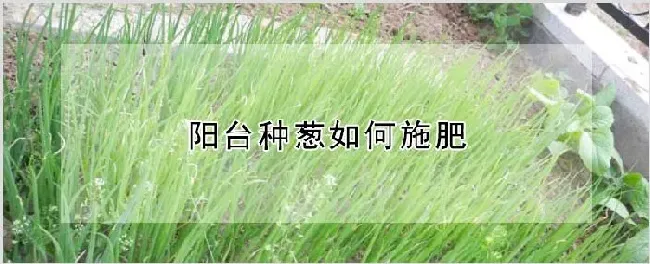 阳台种葱如何施肥 | 种植技术