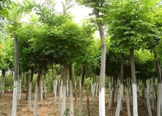 风水百科|黑槐树的风水作用与寓意 对于风水是好还是不好