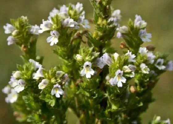 植物百科|小米草生长在什么地方