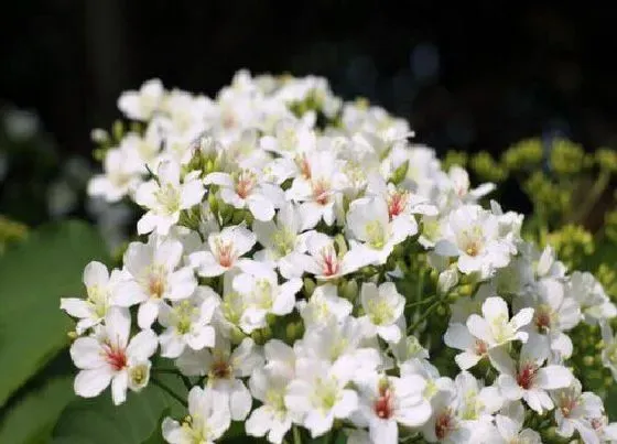 开花时间|油桐花什么时候开花 开花时间是几月