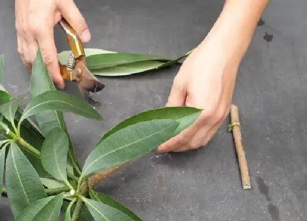 植物扦插|发财树的扦插方法 怎么扦插繁殖可以发根