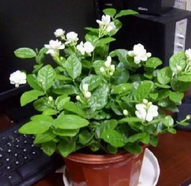 养殖科普|茉莉花和月季哪个好养（在家里盆栽茉莉花好养吗）