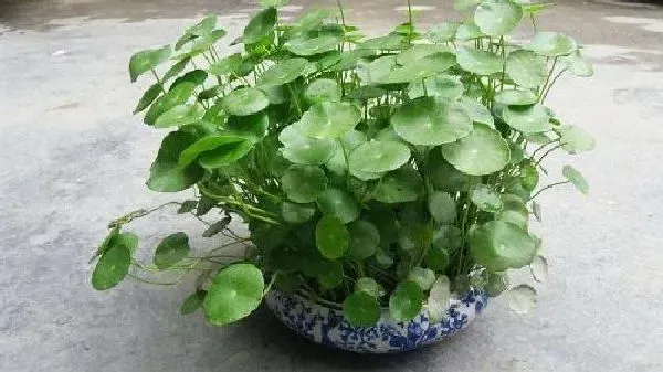植物移栽|铜钱草怎么移植 掌握移栽时间和方法是关键