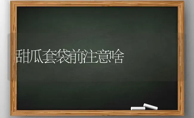 甜瓜套袋前注意啥 | 瓜果种植