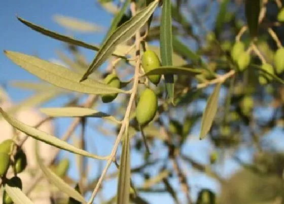 种植管理|橄榄树几年结果实