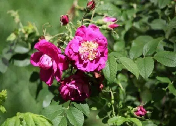 花期|四季玫瑰一年开几次花