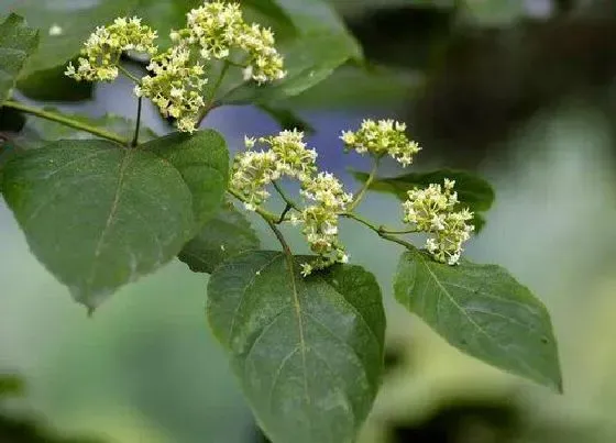 开花时间|拐枣什么时候开花