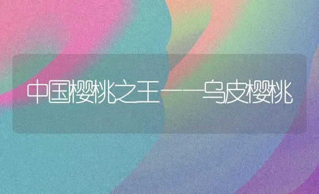 中国樱桃之王——乌皮樱桃 | 瓜果种植